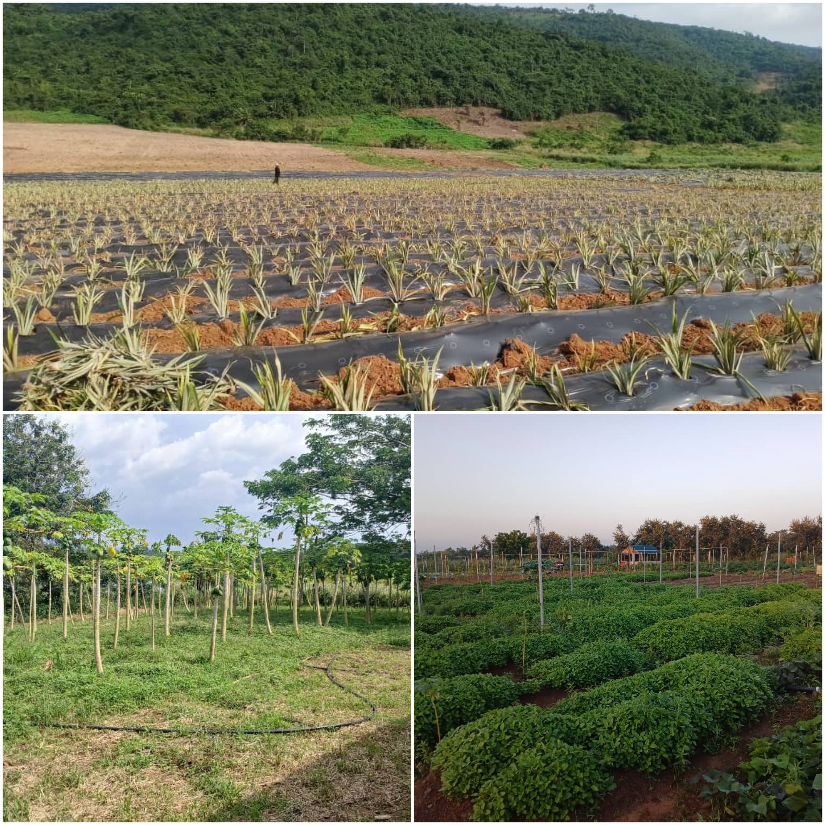 Farming & Primary Production